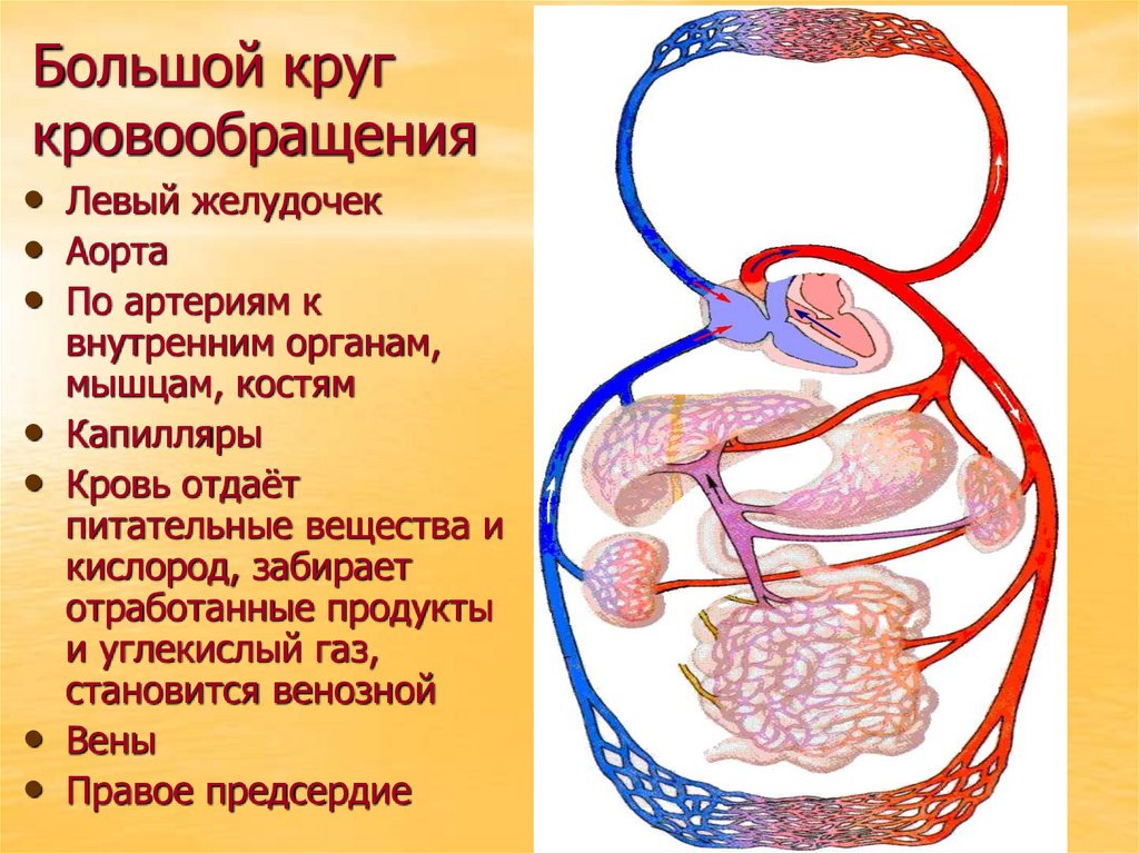 Большой круг кровообращения