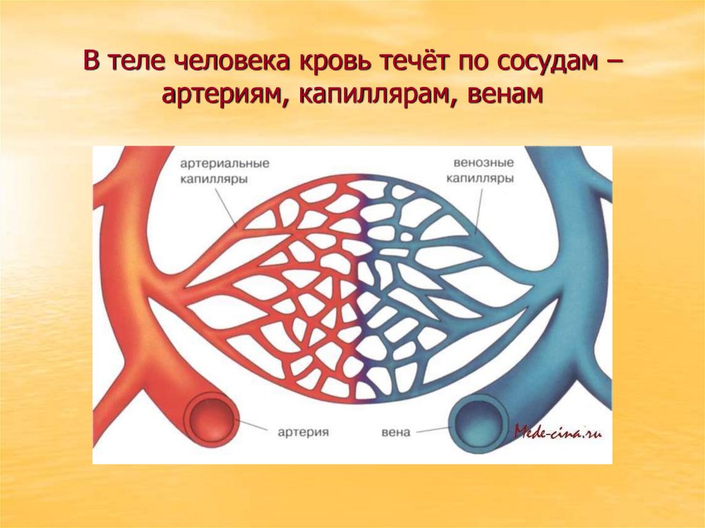 В теле человека кровь течёт по сосудам – артериям, капиллярам, венам