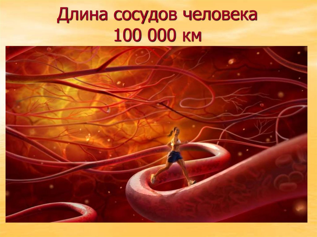 Длина сосудов человека 100 000 км