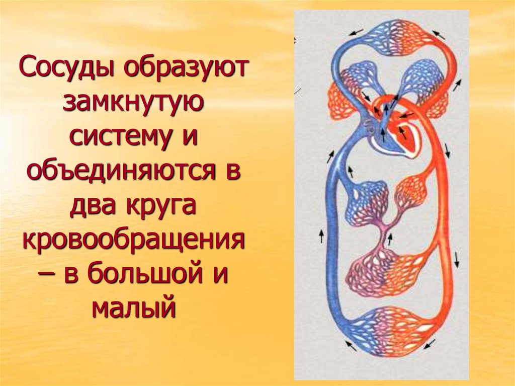Сосуды образуют замкнутую систему и объединяются в два круга кровообращения – в большой и малый