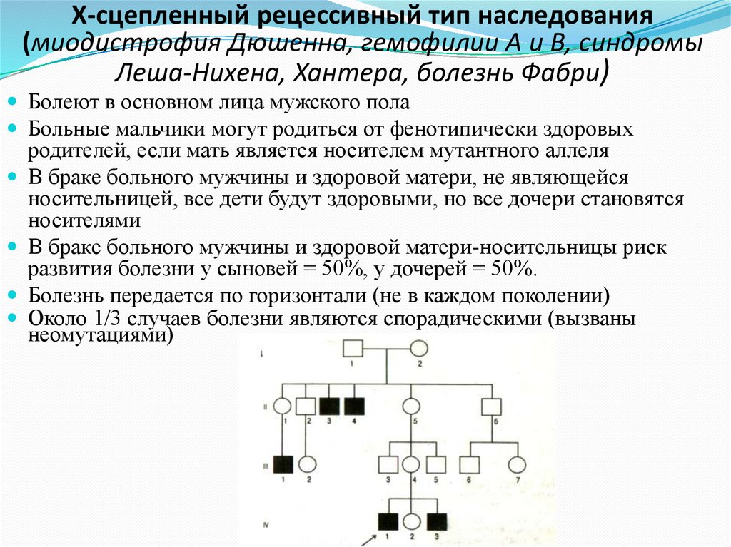 Х-сцепленный рецессивный тип наследования (миодистрофия Дюшенна, гемофилии А и В, синдромы Леша-Нихена, Хантера, болезнь Фабри)