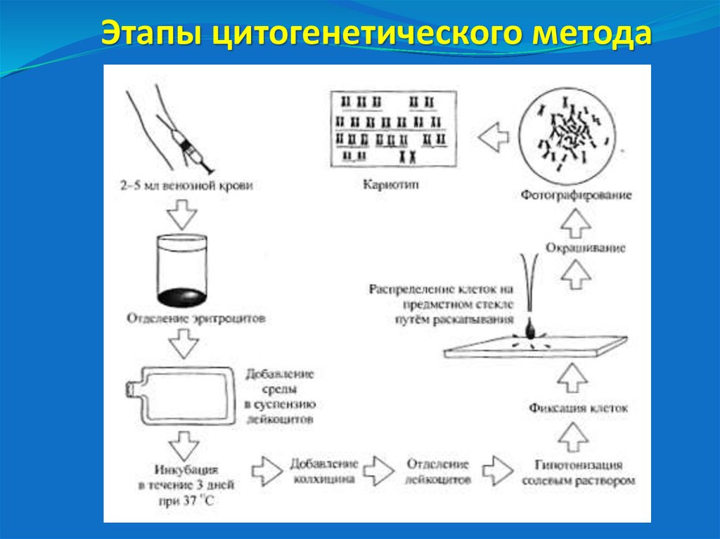 Этапы цитогенетического метода