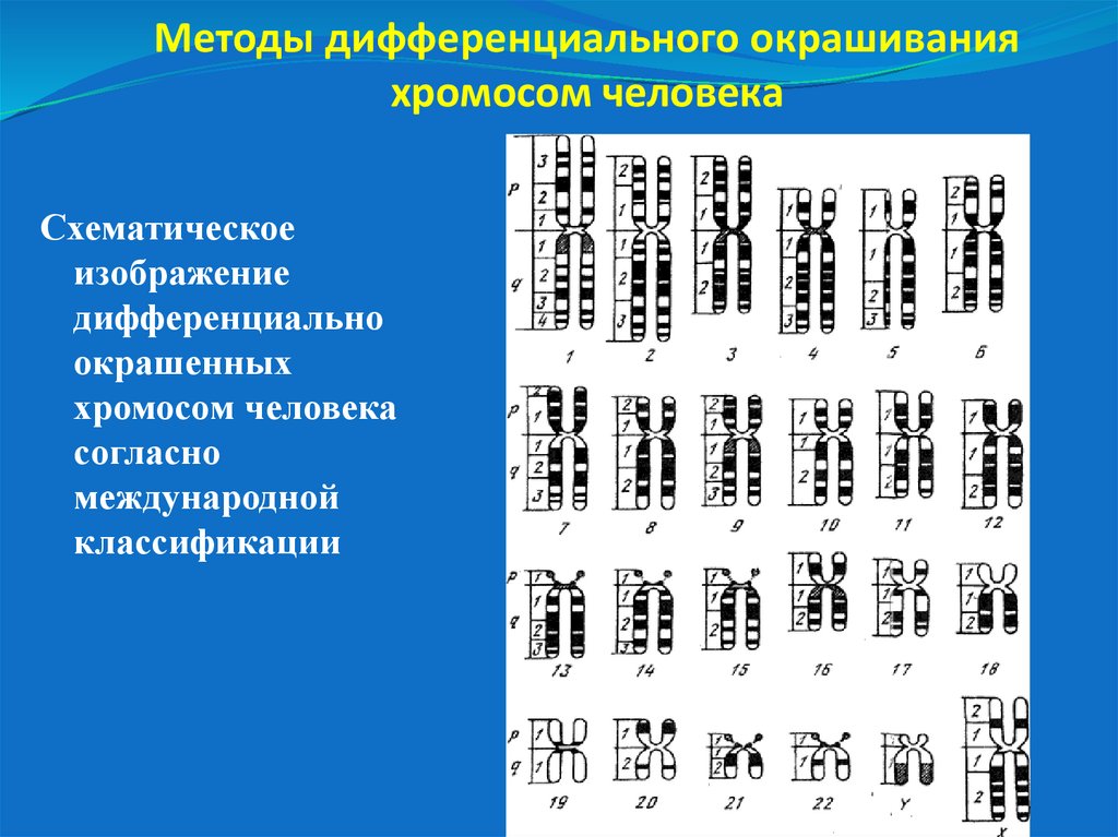 Методы дифференциального окрашивания хромосом человека