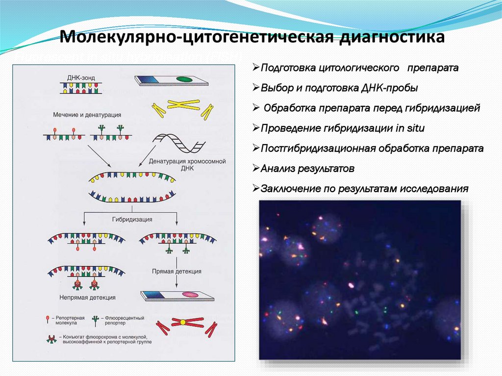 Молекулярно-цитогенетическая диагностика