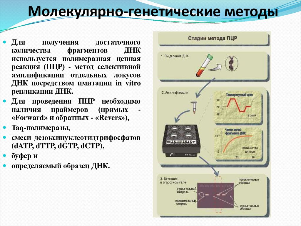 Молекулярно-генетические методы