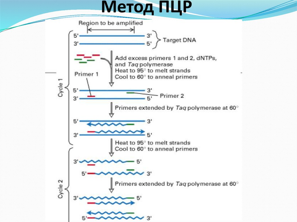 Метод ПЦР