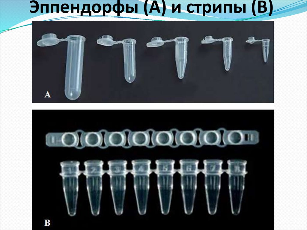 Эппендорфы (А) и стрипы (В)