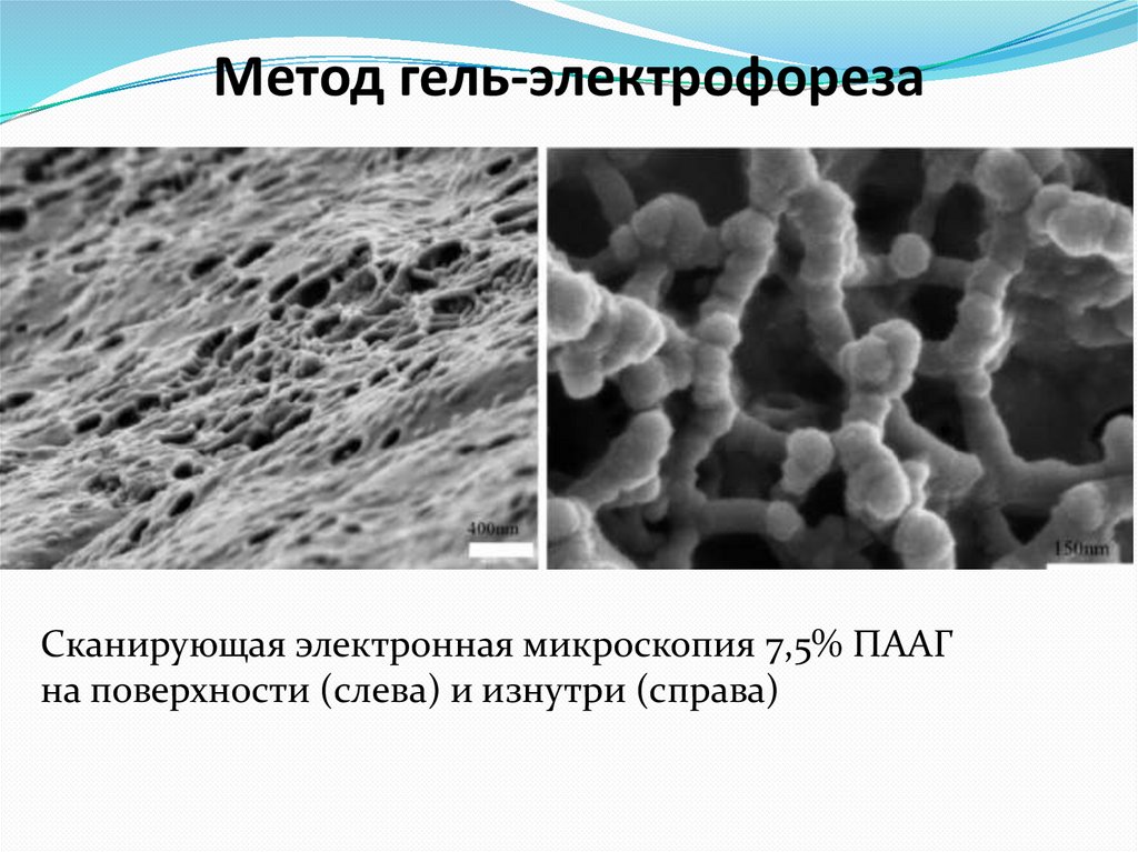 Метод гель-электрофореза