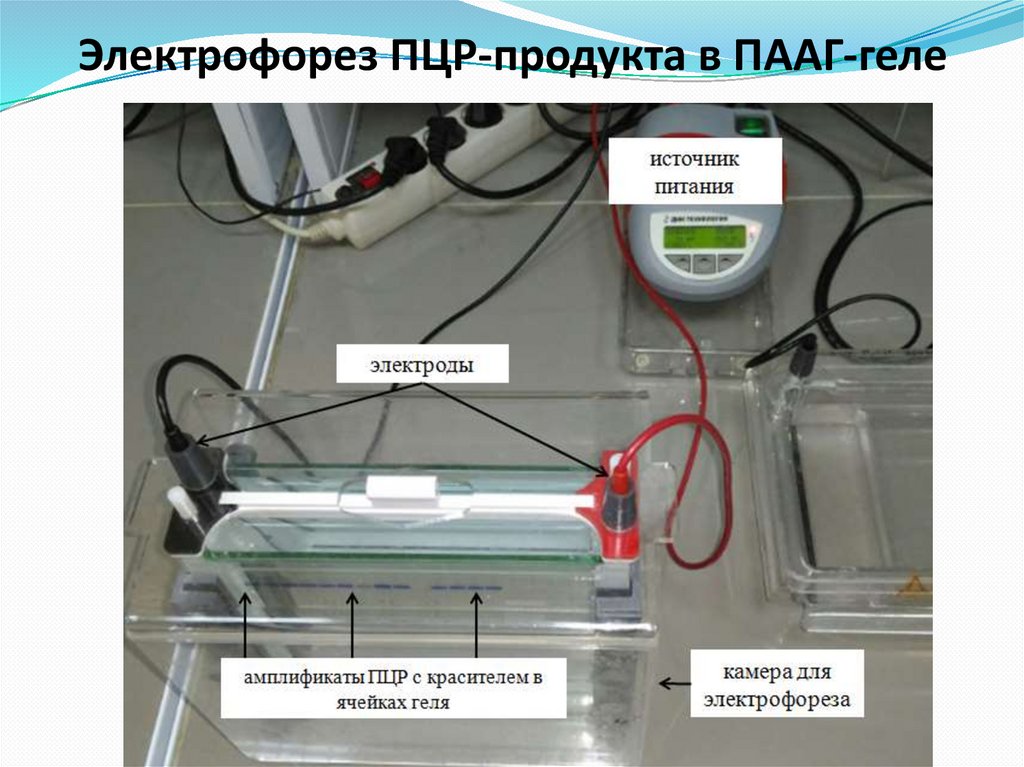 Электрофорез ПЦР-продукта в ПААГ-геле