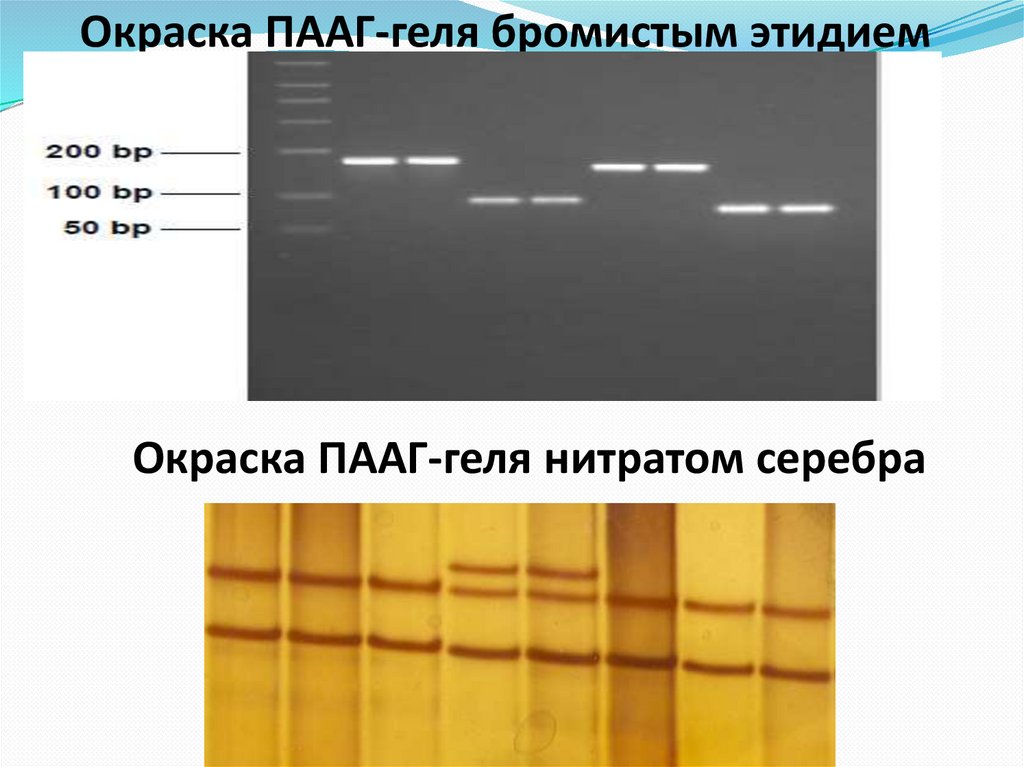 Окраска ПААГ-геля бромистым этидием