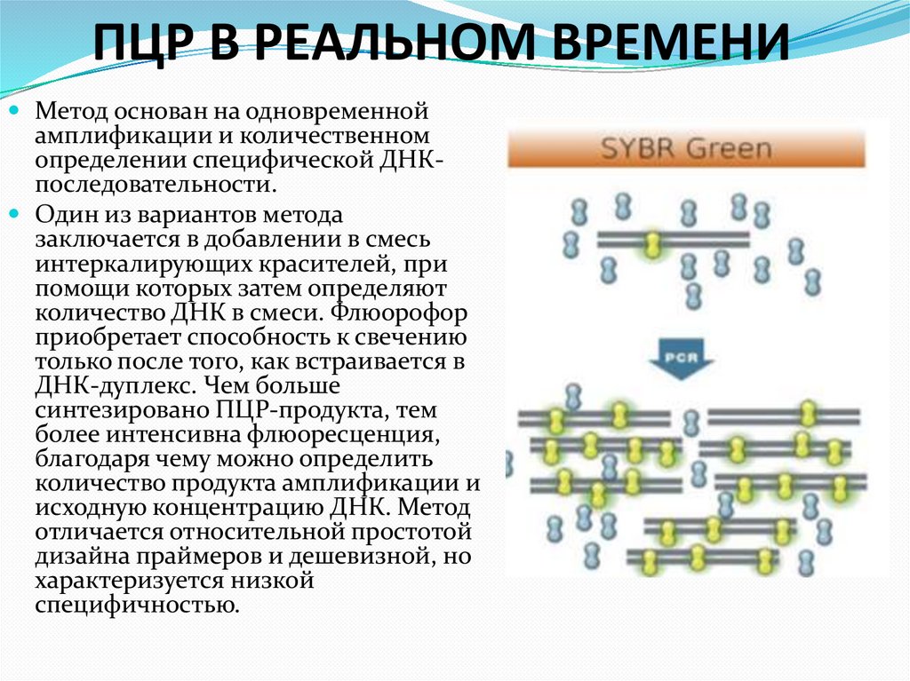 ПЦР В РЕАЛЬНОМ ВРЕМЕНИ