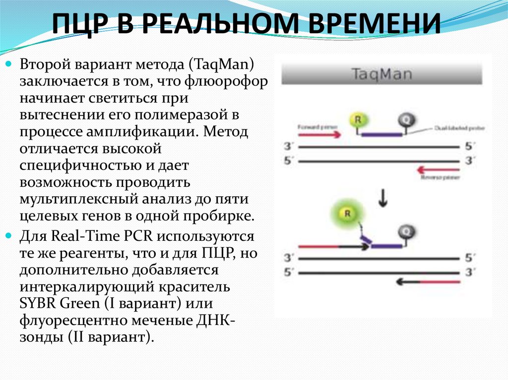ПЦР В РЕАЛЬНОМ ВРЕМЕНИ