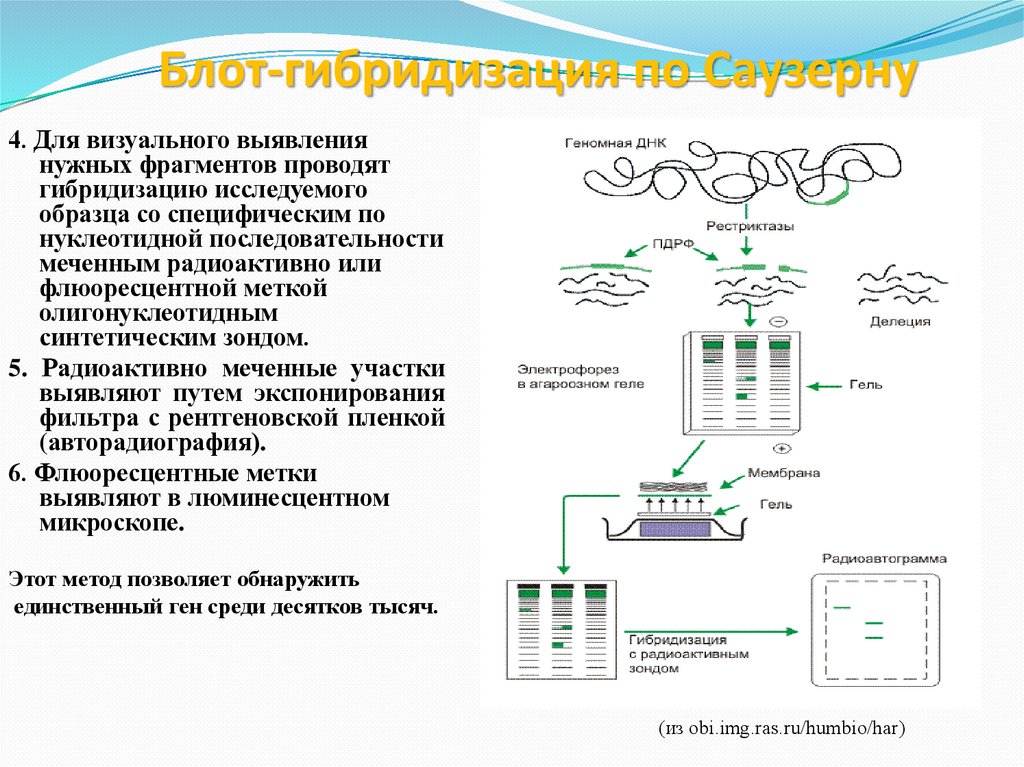 Блот-гибридизация по Саузерну