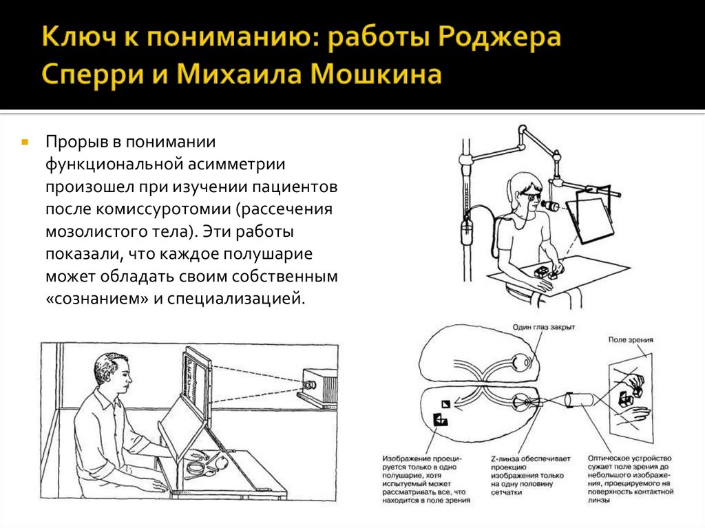 Ключ к пониманию: работы Роджера Сперри и Михаила Мошкина