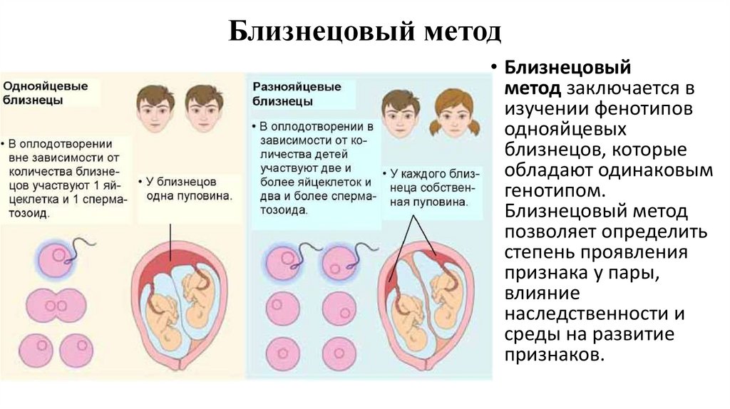 Близнецовый метод