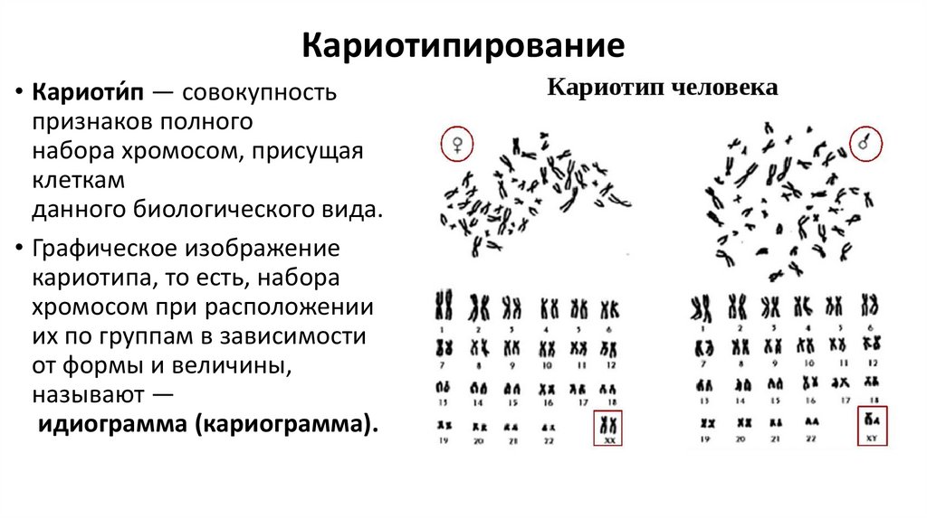 Кариотипирование