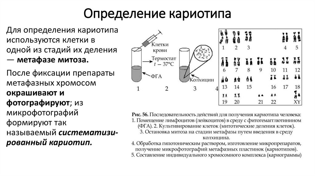 Определение кариотипа