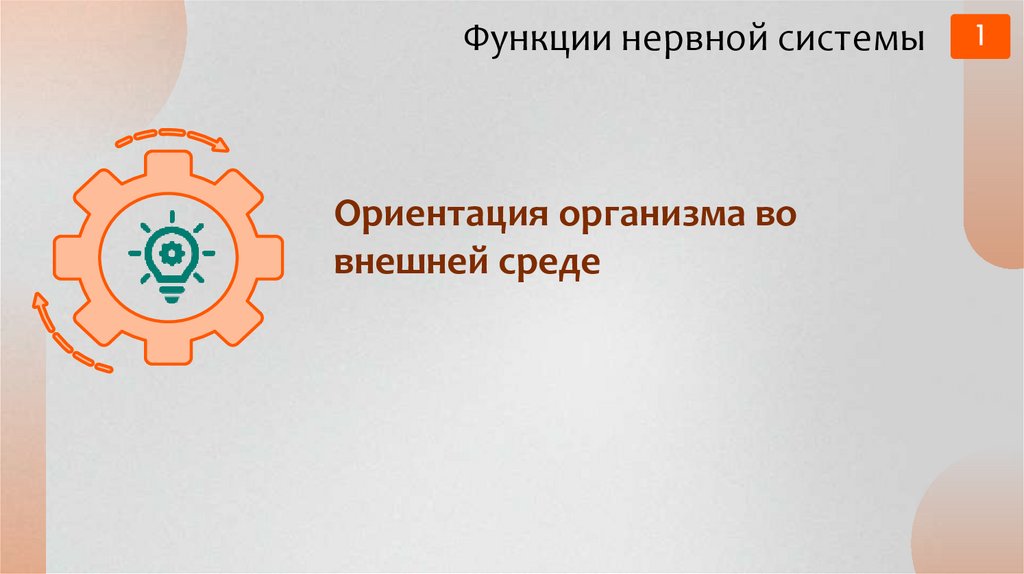 Функции нервной системы