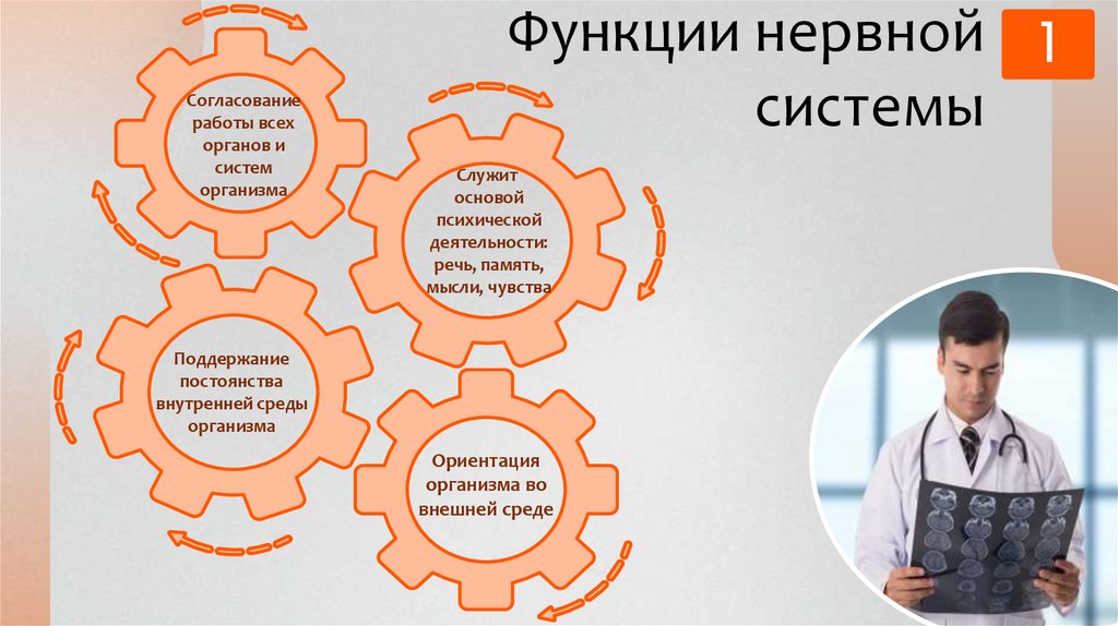 Функции нервной системы