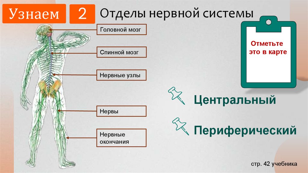 Отделы нервной системы