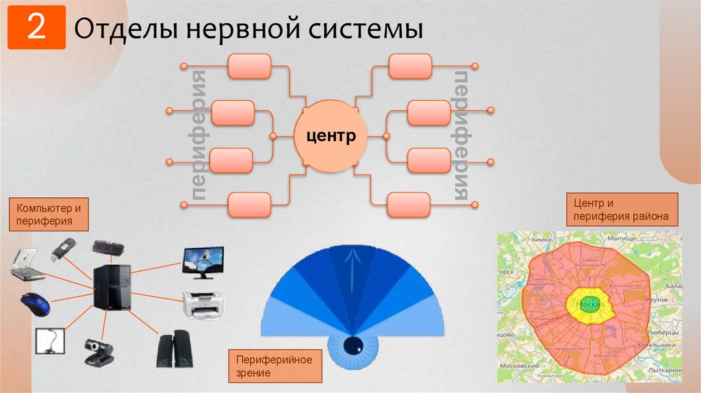 Отделы нервной системы