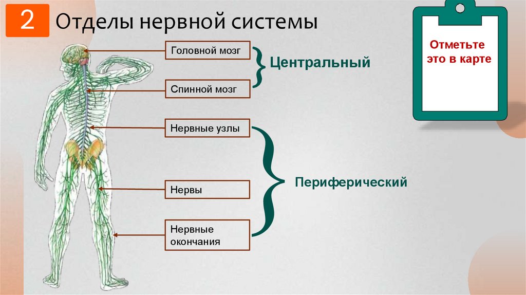 Отделы нервной системы