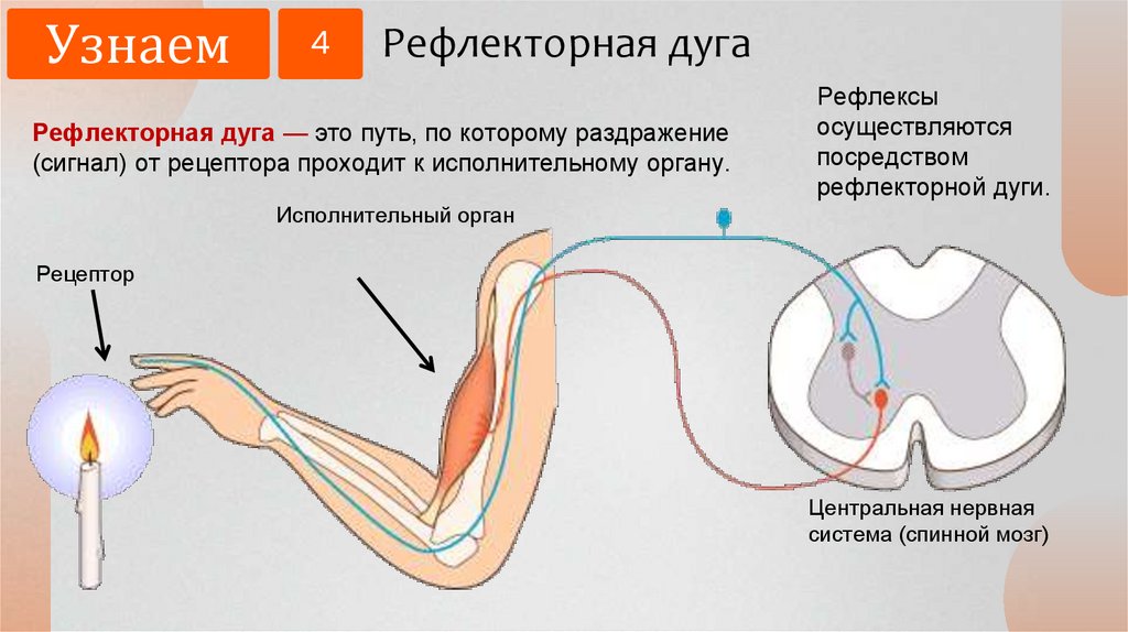 Рефлекторная дуга