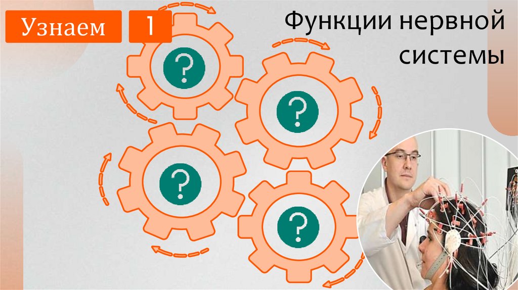 Функции нервной системы