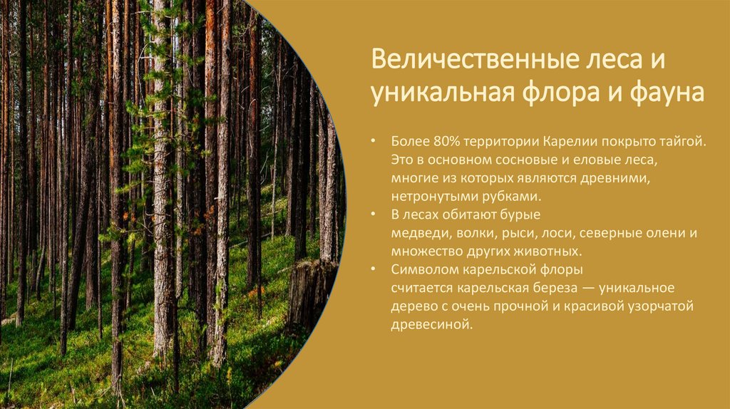 Величественные леса и уникальная флора и фауна