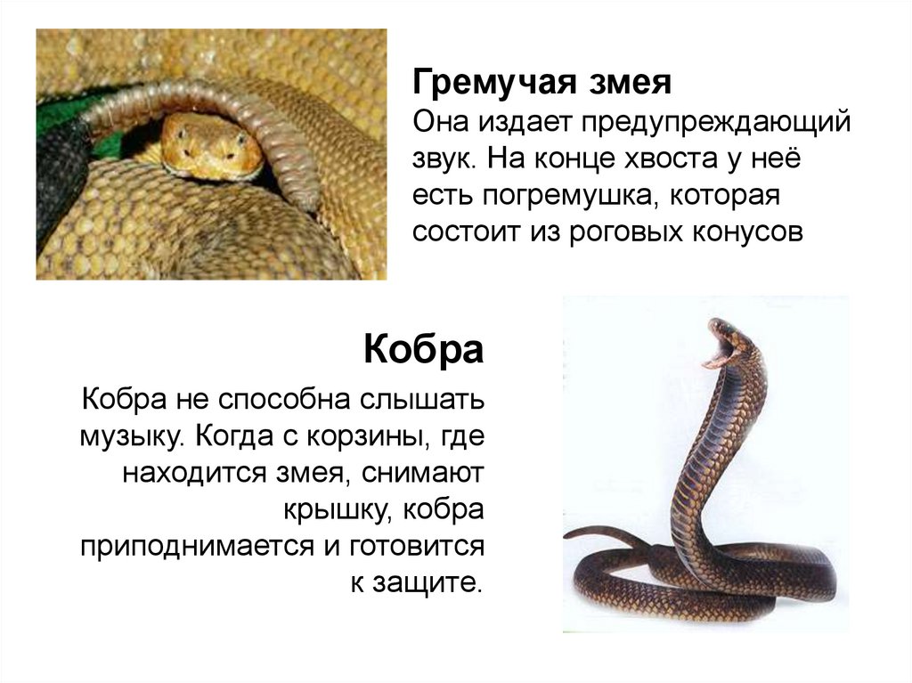 Гремучая змея Она издает предупреждающий звук. На конце хвоста у неё есть погремушка, которая состоит из роговых конусов