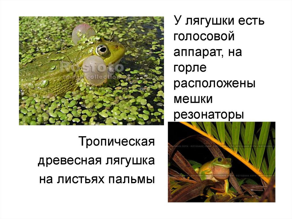 У лягушки есть голосовой аппарат, на горле расположены мешки резонаторы