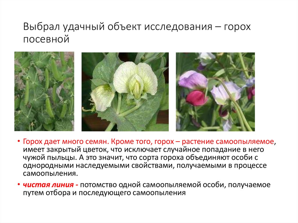 Выбрал удачный объект исследования – горох посевной