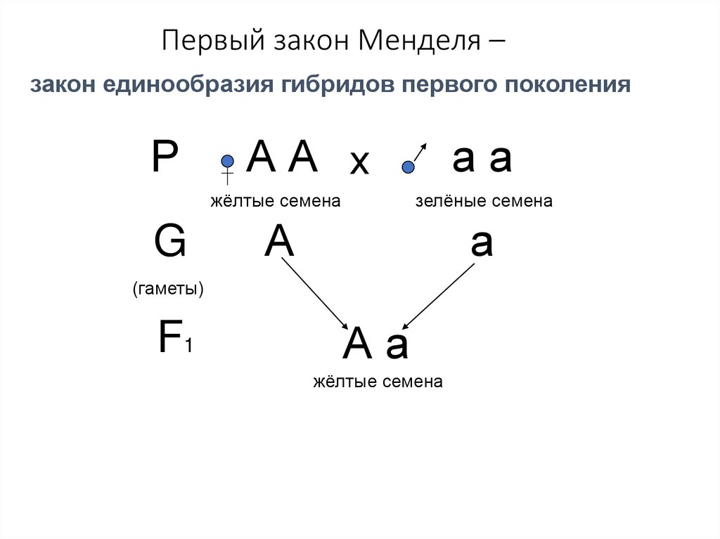 Первый закон Менделя –