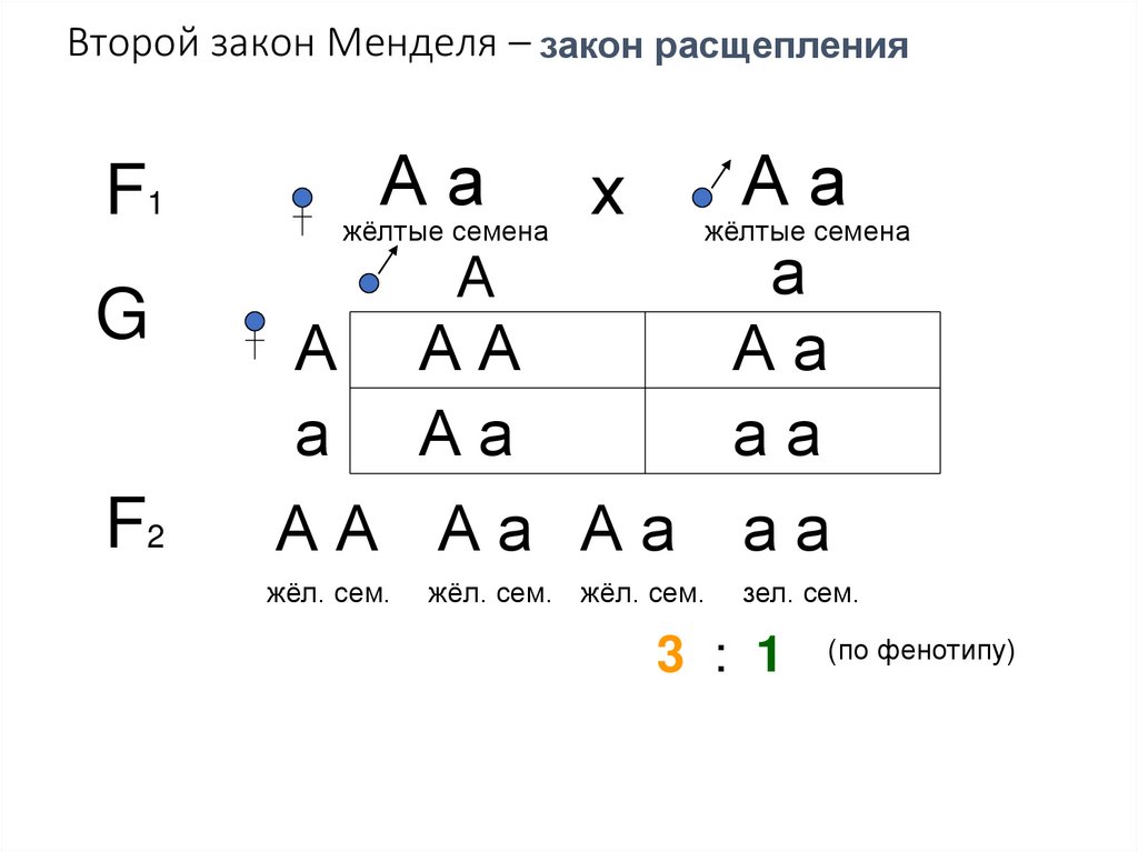 Второй закон Менделя –