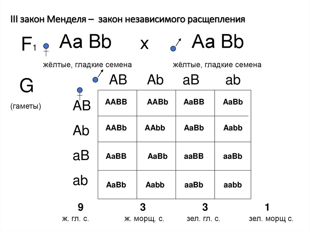 III закон Менделя – закон независимого расщепления