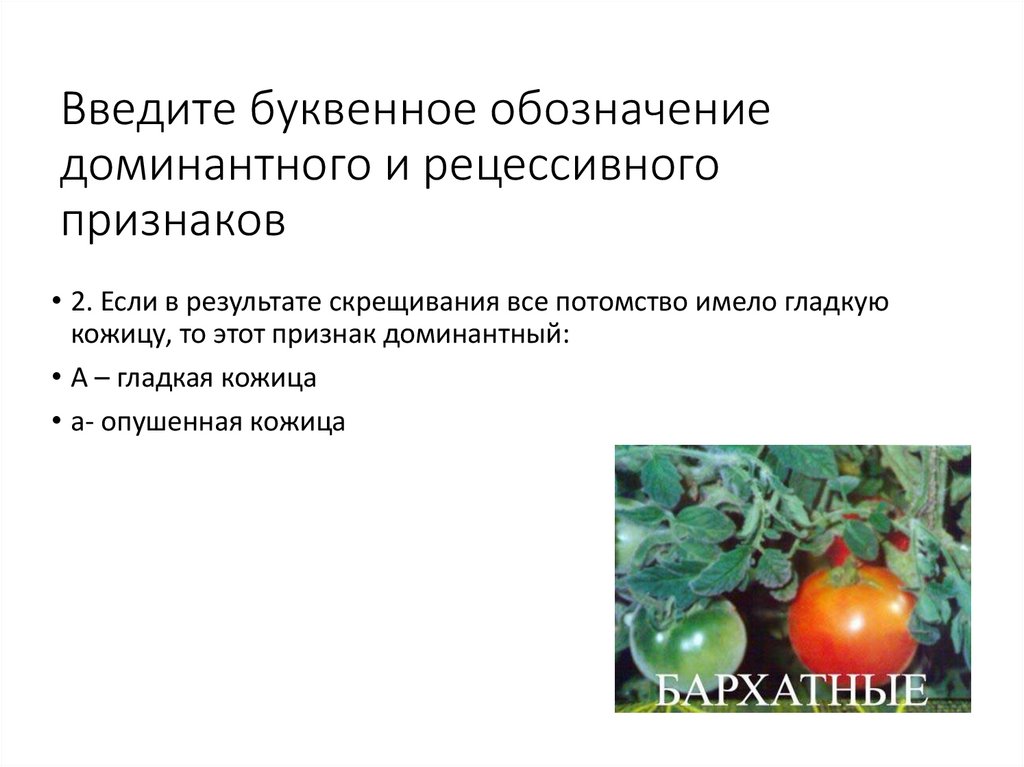 Введите буквенное обозначение доминантного и рецессивного признаков