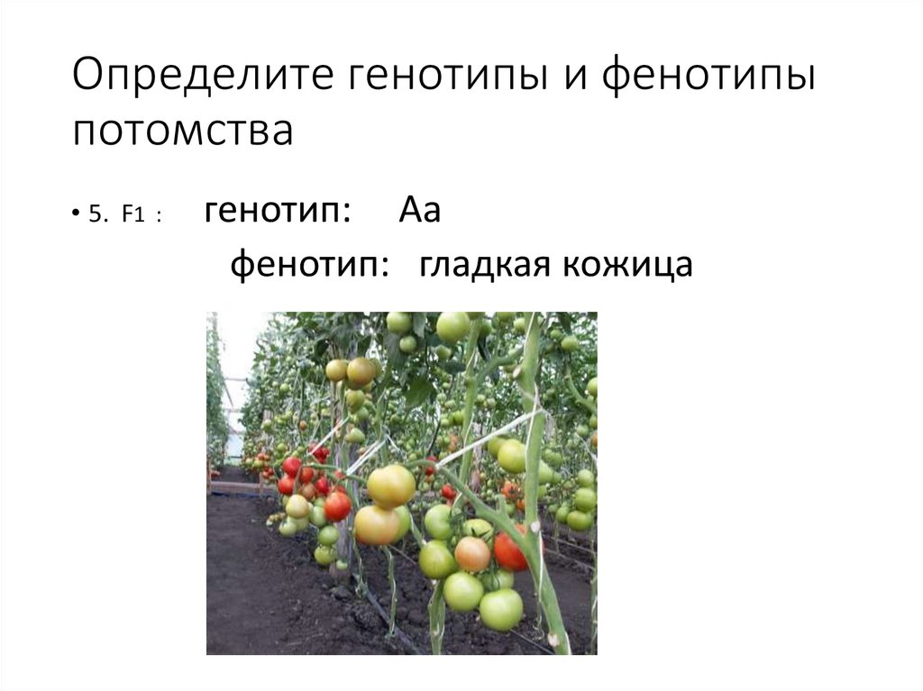 Определите генотипы и фенотипы потомства