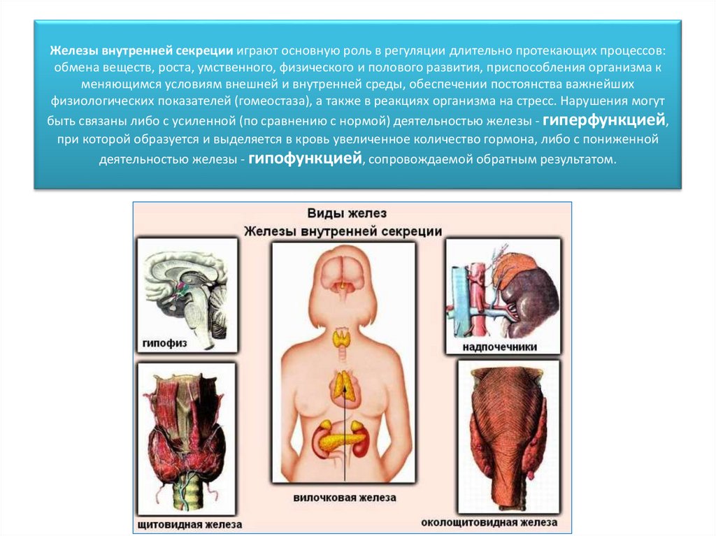 Железы внутренней секреции играют основную роль в регуляции длительно протекающих процессов: обмена веществ, роста,