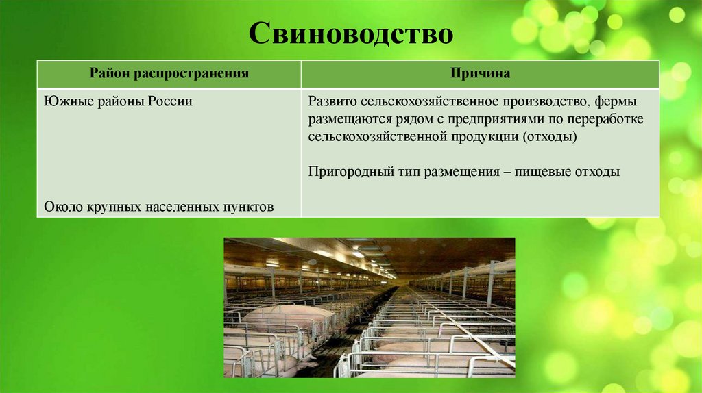 Свиноводство