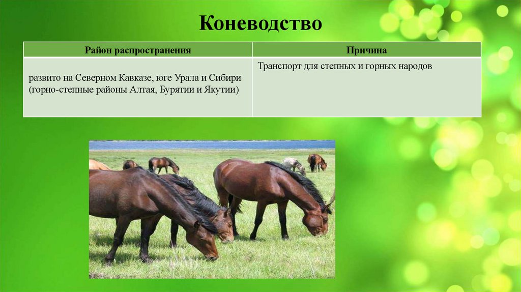 Коневодство