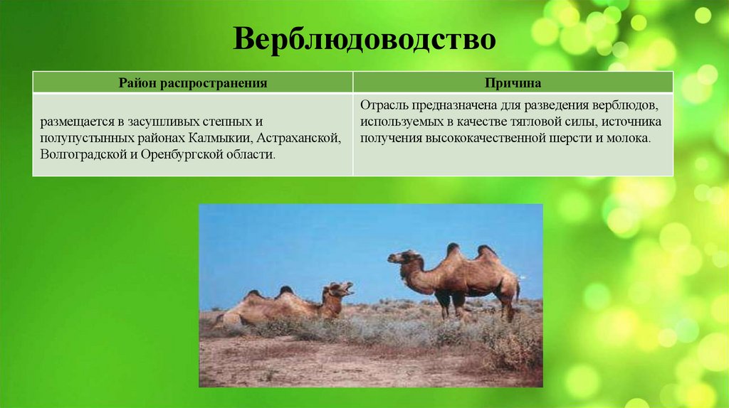 Верблюдоводство