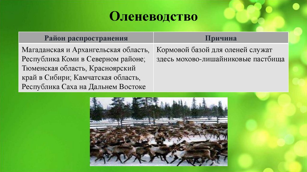 Оленеводство