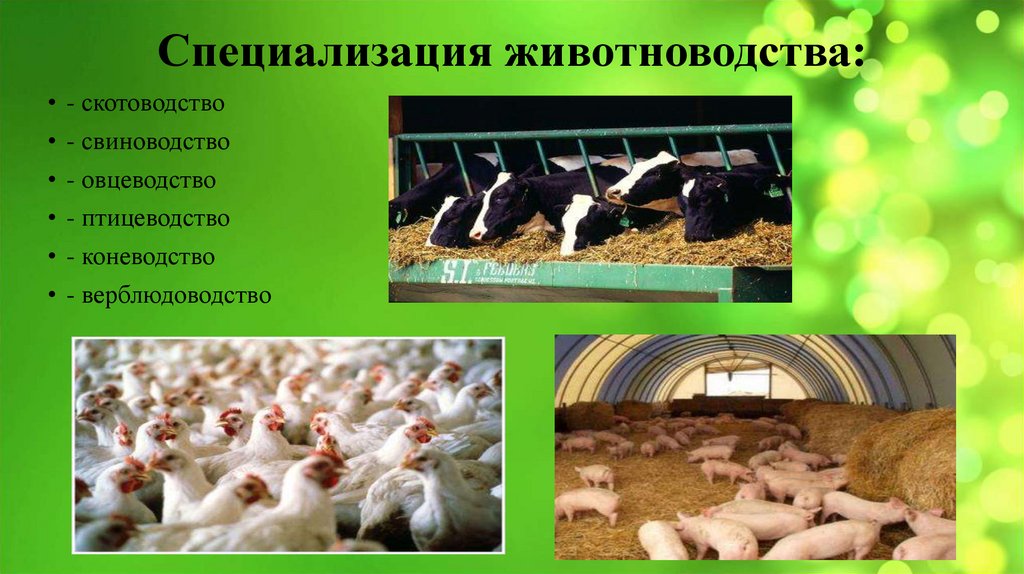 Специализация животноводства: