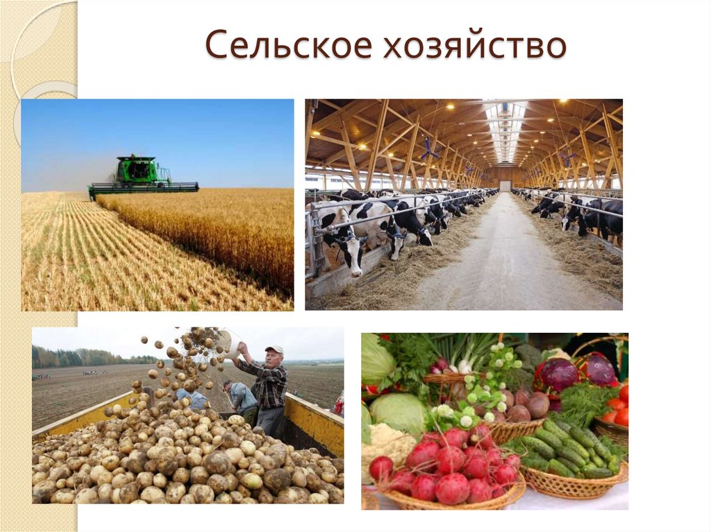 Сельское хозяйство