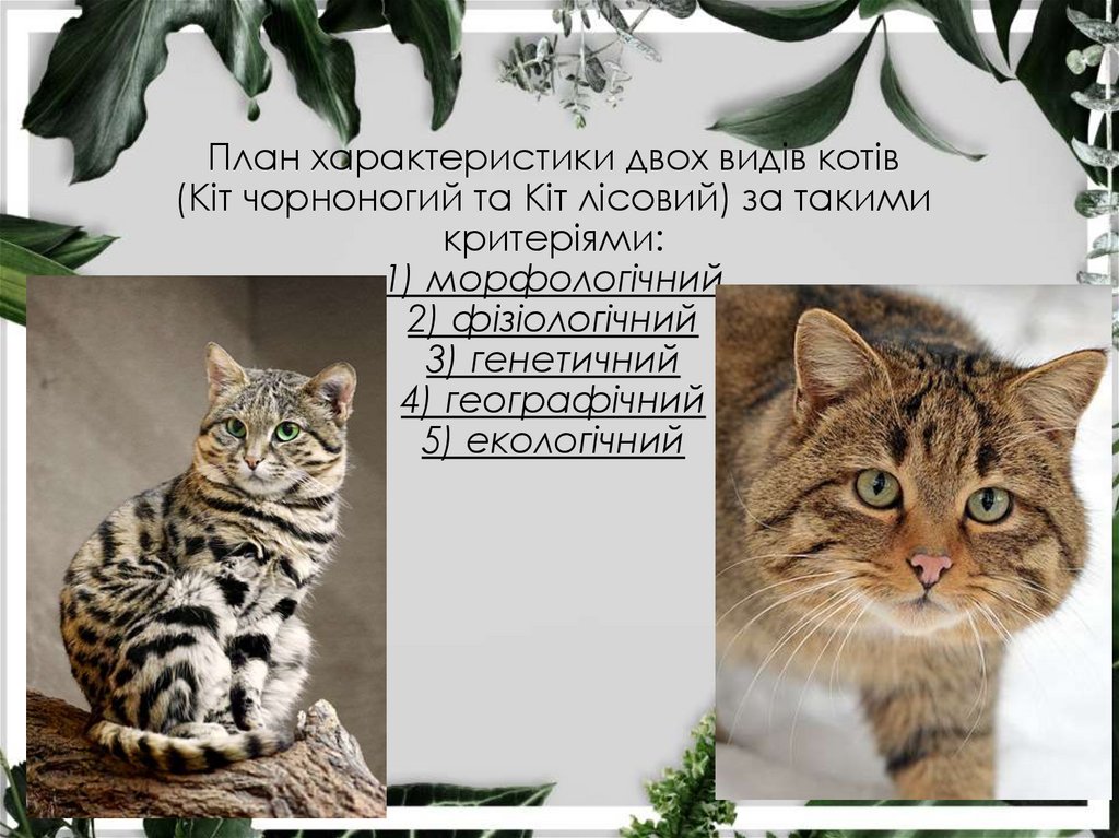 План характеристики двох видів котів (Кіт чорноногий та Кіт лісовий) за такими критеріями: 1) морфологічний 2) фізіологічний 3)