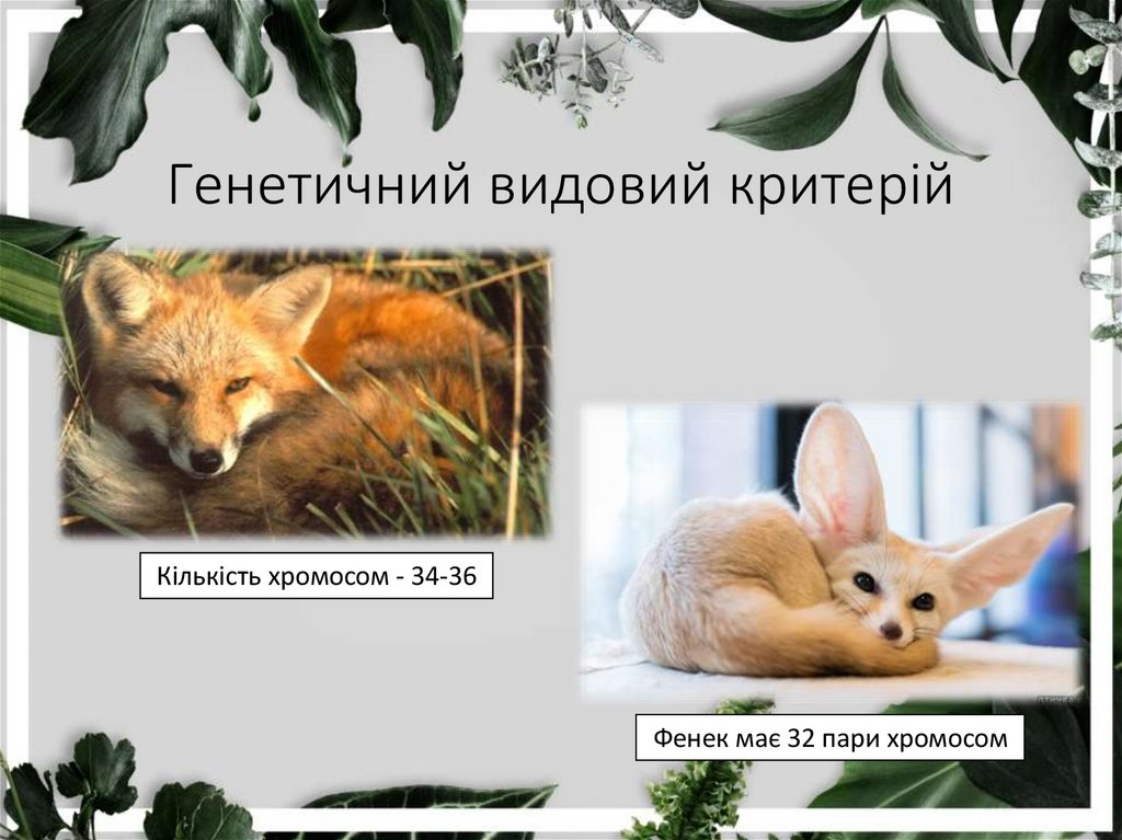 Генетичний видовий критерій