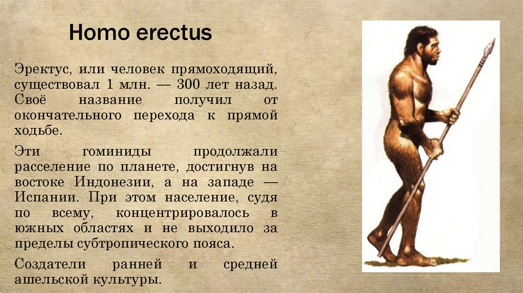 Homo erectus