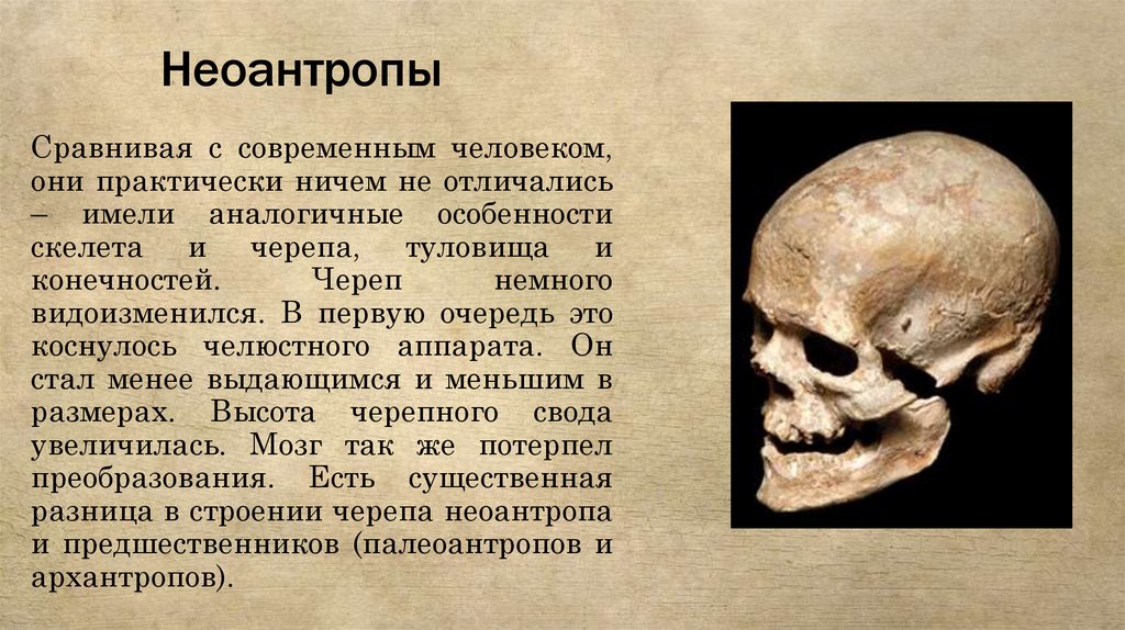 Неоантропы