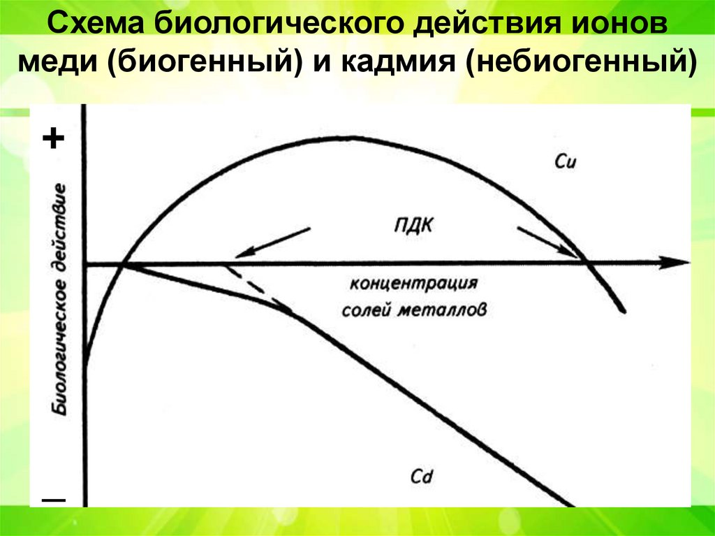 Схема биологического действия ионов меди (биогенный) и кадмия (небиогенный)