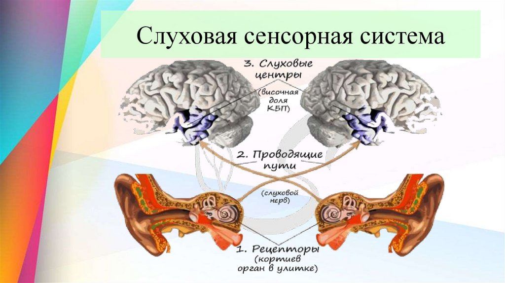 Слуховая сенсорная система